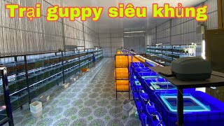 Trại Cá 7 Màu Siêu Bự Nhiều Cá Vip Tại Bình Thuận - Nhiều Dòng Cá Đẹp Giá Cả Cực Rẻ Sơn Lang Thang