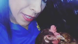 Mi Gallina Parlante