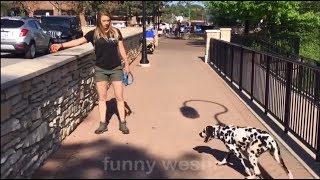 Funny Pet Videos Animals FUNNY PET FAILS Compilation