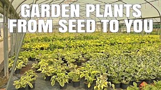 Popular Videos - Plant nursery & Garden
