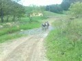ponei welsh si appaloosa de vanzare