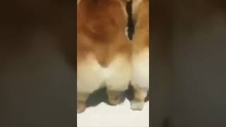 Puppy Twerking Harder Than Your Momma
