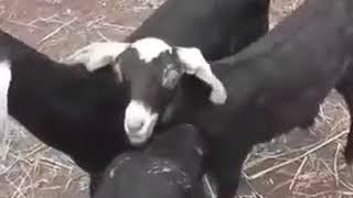 Gülay Yıldız Sorsalar Hepiniz Severdiniz Beni Demığğğğ