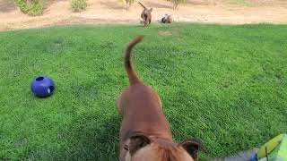 Akc Staffordshire Bull Terrier Puppy, 12 Weeks