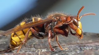 Hornet dressing up and Yellow jackets. Hornisse putzt sich u. Wespen