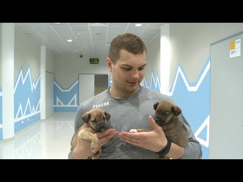 ХК "Сочи" приютил двух очаровательных щенков и ищет им хозяев