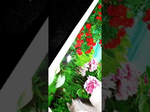 Giới Thiệu Chất Liệu Giấy PP Decal Cao Cấp - Song Long Decor