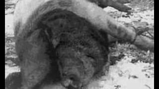 Watch Death In June All Pigs Must Die video
