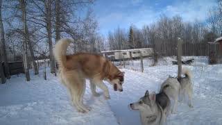 Husky dating, will there be war or not.
