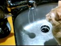 Cats in sink and prairie dogging