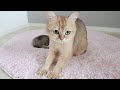 Play this video Daddy cat and mother cat interfere with my shoot
