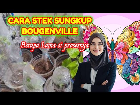 CARA STEK SUNGKUP BOUGENVILLE DAN BERAPA LAMA PROSESNYA