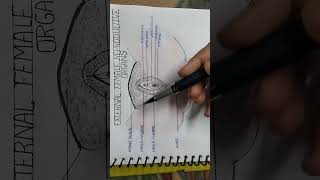 External Genital Organspudendum