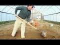 Planting Asparagus
