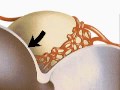 How the Body Works : Microanatomy of the Lungs