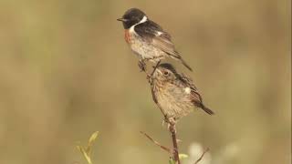 Melodious Virtuosos And Skilled Insect Catchers Discover World Muscicapidae, Old World Flycatchers