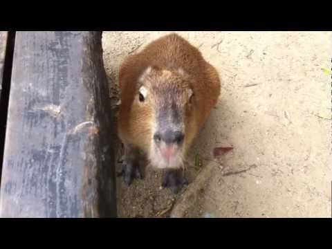 長崎バイオパークの若いカピバラ young capybara