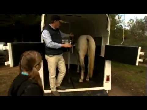 donkeymatinghorse