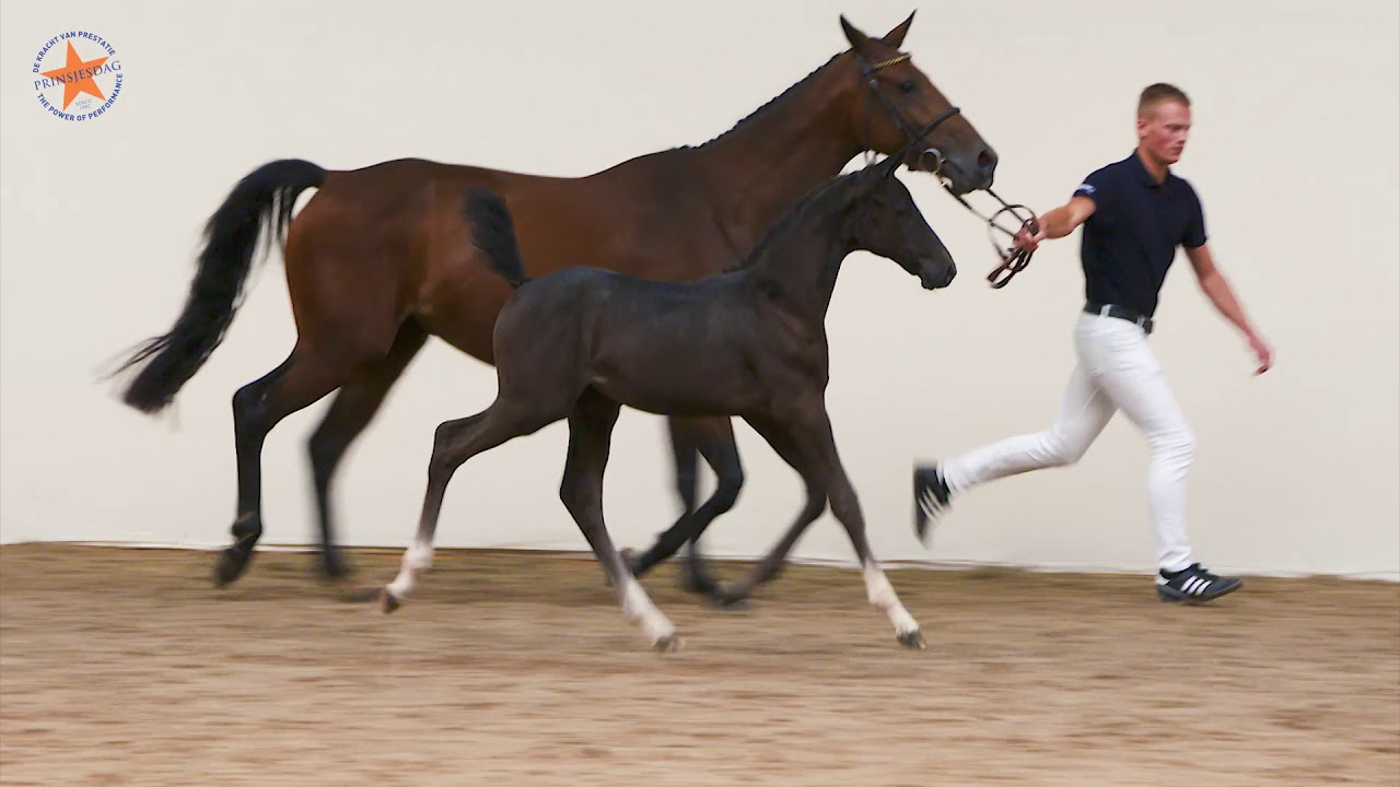 17. Chanel van 't Gebergte (Cicero Z van Paemel x Diamant de Semilly) - www.prinsjesdag.eu