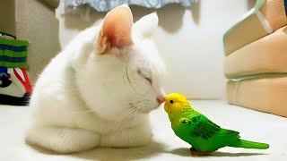 Funny Cat And Parrot A Compilation Of Funny And Cute Clips
