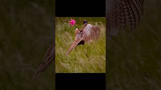 Pheasant Hunting With Bow