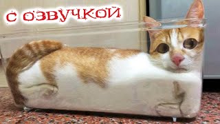 Приколы С Котами! С Озвучкой! Мегаржачные! Смешные Коты! Самые Смешные Животные!