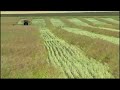 swathing