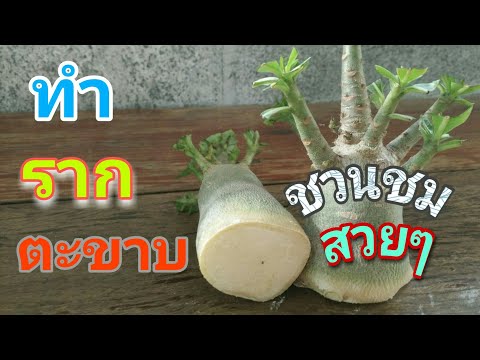 วิธีทำรากตะขาบชวนชม เพิ่มราคาจากหลักสิบเป็นหลักพัน(อาชีพเสริมเพิ่มรายได้) adenium root training ep.3