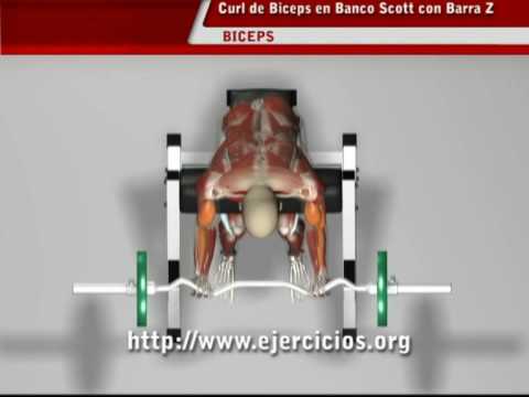 musculacion musculacion