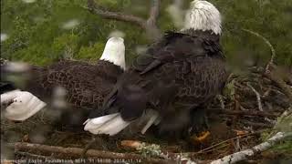 AEF NEFL Eagle Cam 11-14-18: Juliet Throws Romeo a Surprise Shower!