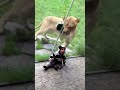 Lion tries to eat baby PART 1.