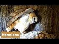 Day 56 am - Barn Owls : 4 owlets trying to lose the down