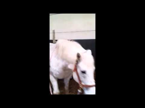 filmpje jpg ジャッキーシャムーン 検索動画3 filmpje jpg ジャッキーシャムーン 検索動画 3