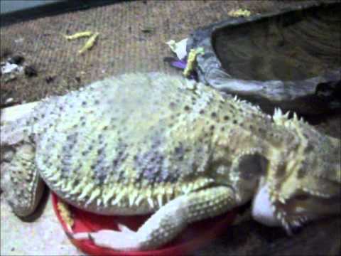 Bearded Dragon Thinks He's So Funny- Sleeping in the Veggie Dish - YouTube