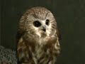 A Beautiful Little Saw Whet Owl Flies Free