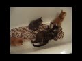Maine coon kittens and a bathtub