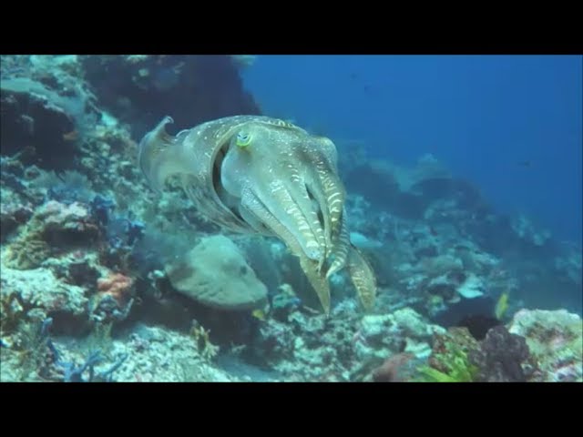 CatchAndLive underwater