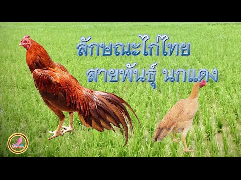 ไก่สายพันธุ์นกแดงที่นิยมเลี้ยงมีลักษณะเด่นอย่างไร...!!!