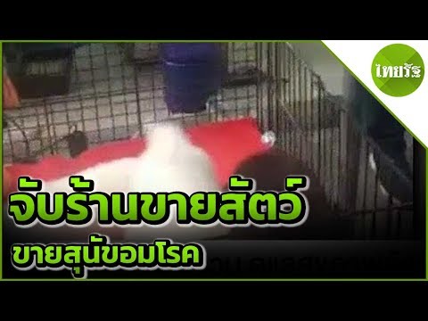 ตร.ลุยตลาดจตุจักรจับร้านขายสุนัขอมโรค | 15-05-62 | ข่าวเช้าไทยรัฐ
