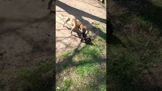 Apbt Elijeep Meets Puppy
