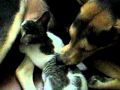 dog breastfeeding cat