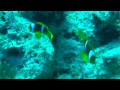 diving dahab sanyo xacti hd 2000 epoque ehs-1000 hd nemo clownfish.mpg