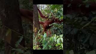 Mother Orangutan Traversing &Foraging.