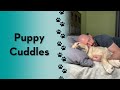 How to cuddle with your dog! #dogs #shorts #cute