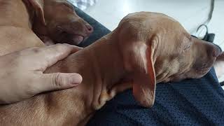 Follow-Up Of The Puppies And Adult Pitbull Fight