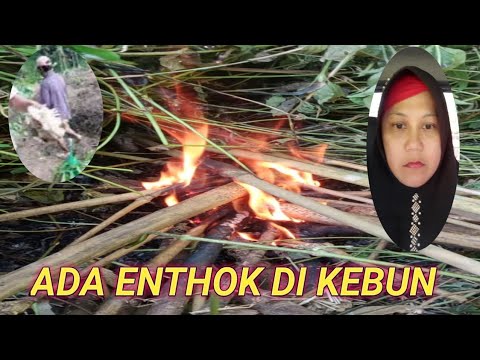 NEMU ENTOK DI KEBUN @AmellSweet BERKEBUN BOSKUH💪🏻🤣🤗