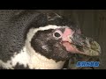 フンボルトペンギンの赤ちゃん誕生！
