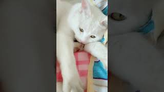 Cats are so funny you will die laughing 2094