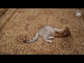 Funny Cats Video Compilation 2016