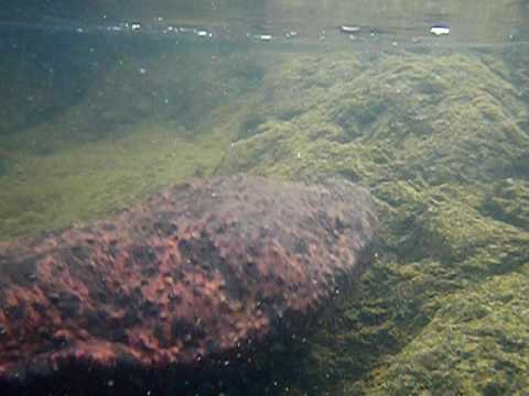 オオサンショウウオ　1　　　長良川